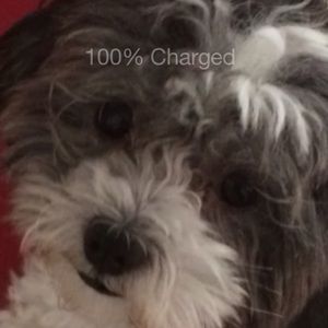 Meet your Posher, Roussko